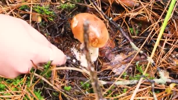 Video Footage Picking Mushrooms Forest Close Hobbies Recreation — Stock Video