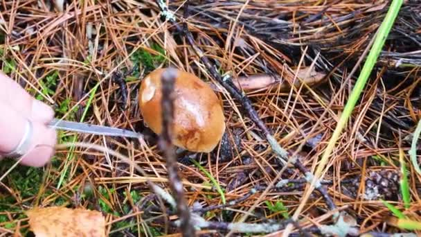 Images Vidéo Cueillette Champignons Dans Forêt Gros Plan Loisirs Loisirs — Video