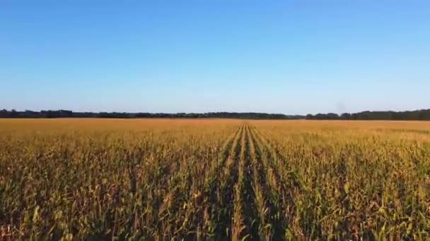 Pole Kukurydzy Góry Lot Nad Boiskiem Natura Motywy Agro Materiał — Wideo stockowe