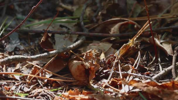 Primer Plano Hormigas Arrastrándose Sobre Hojas Anthill Insectos Del Bosque — Vídeos de Stock