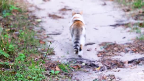 Gato Caminhar Longo Caminho Florestal Animal Estimação Imagens Curtas Vídeo — Vídeo de Stock