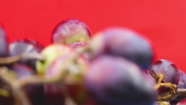 Donkerpaarse Druiven Close Druiven Bessen Een Rode Achtergrond — Stockvideo