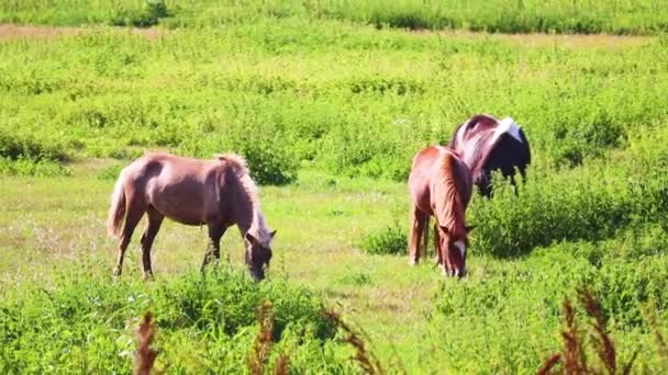 Konie Zielonej Łące Jedzą Trawę Krótkie Nagranie Wideo — Wideo stockowe