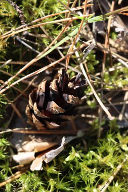 Çam kozalağı ve yosun yakın plan..