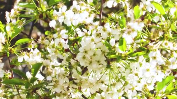 Весняне Цвітіння Вишневого Дерева Відеозапис — стокове відео