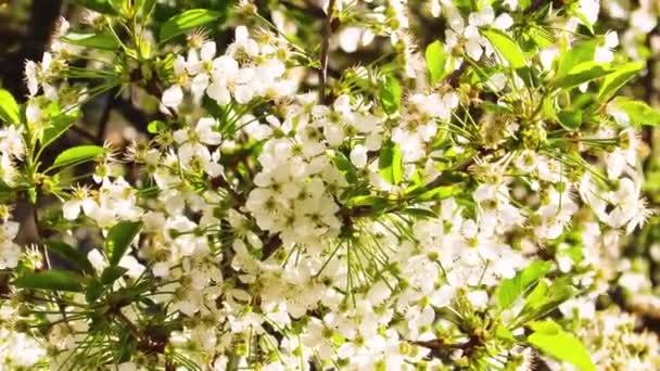 Cseresznyefa Tavaszi Virágzása Videofelvétel — Stock videók
