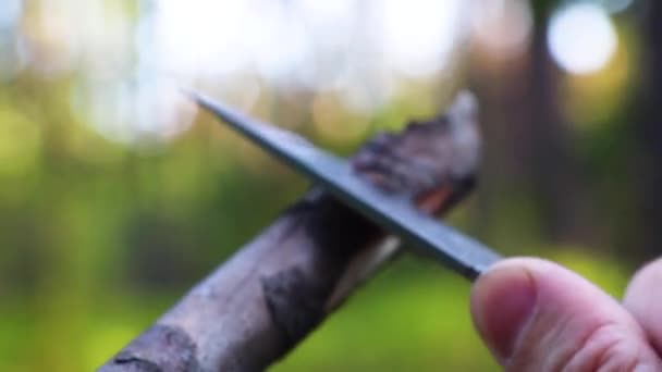 Yaz Ormanında Yakın Plan Bir Bıçakla Kuru Bir Dal Planlamak — Stok video