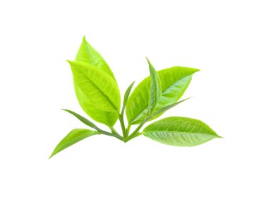 Beyaz arkaplanda izole çay yaprakları