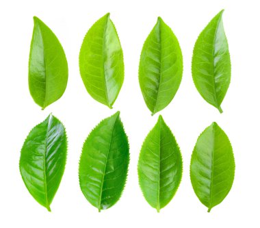 Beyaz arkaplanda yeşil çay yaprağı izole