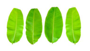 Beyaz arkaplanda muz yaprağı izole