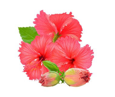 kırmızı amber çiçeği beyaz arkaplanda izole edildi