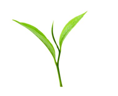 Beyaz arkaplanda yeşil çay yaprağı izole