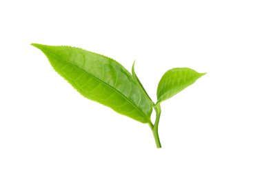 Beyaz arkaplanda izole çay yaprağı