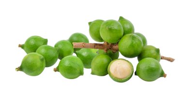 Beyaz arka planda taze Macadamia fındığı