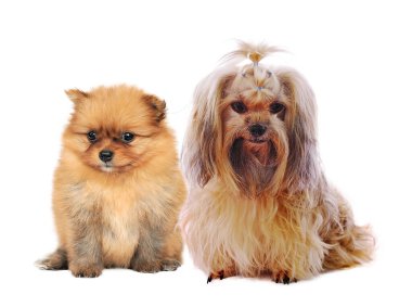 Pomeranian Spitz köpeği. Beyaz arkaplanda portre