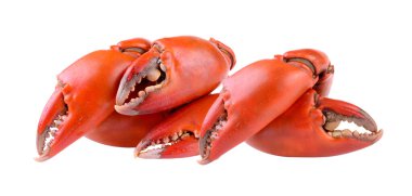 Kaynamış yengeç pençeleri beyaz arkaplanda izole