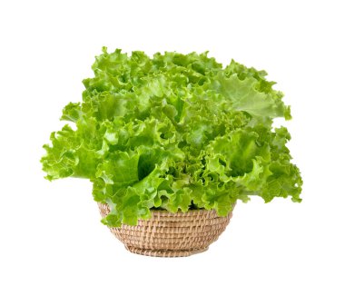 Beyaz arka planda izole edilmiş sepetteki taze yeşil marul.