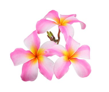 Beyaz arkaplanda izole Frangipani çiçeği