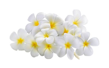 Beyaz arkaplanda Frangipani çiçeği