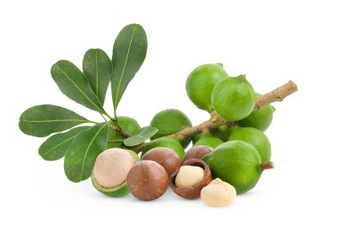 Beyaz arka planda taze Macadamia fındığı