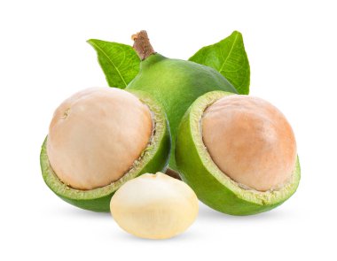 Beyaz arka planda izole edilmiş Macadamia fındıkları