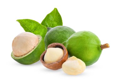 Beyaz arka planda yaprağı olan Macadamia fındıkları