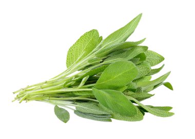 Beyaz arka plan üzerinde adaçayı bitki