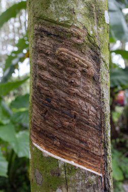 Plastik ağaçtan çıkarılan lateks doğal kauçuk hammadde kaynağıdır.