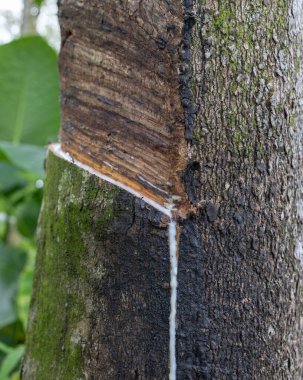 Plastik ağaçtan çıkarılan lateks doğal kauçuk hammadde kaynağıdır.