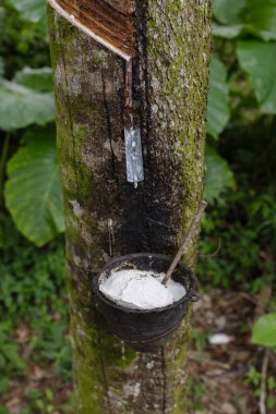 Plastik ağaçtan çıkarılan lateks doğal kauçuk hammadde kaynağıdır.