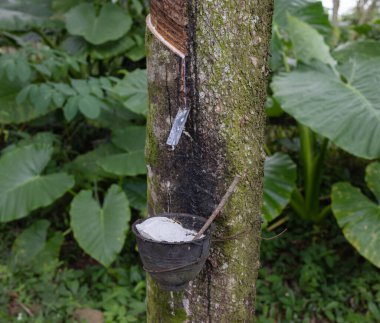 Plastik ağaçtan çıkarılan lateks doğal kauçuk hammadde kaynağıdır.