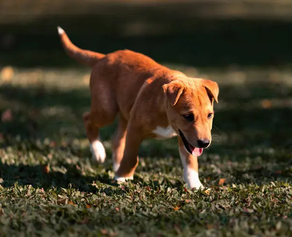 美丽的小狗在公园的草地上 免版税图库照片