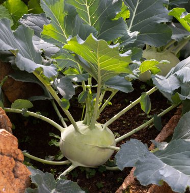 Bahçede yetişen yeşil kohlrabi