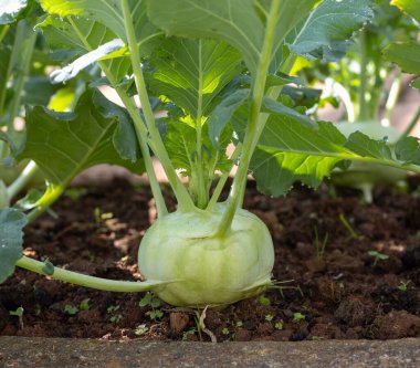 Bahçede yetişen yeşil kohlrabi