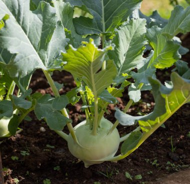 Bahçede yetişen yeşil kohlrabi