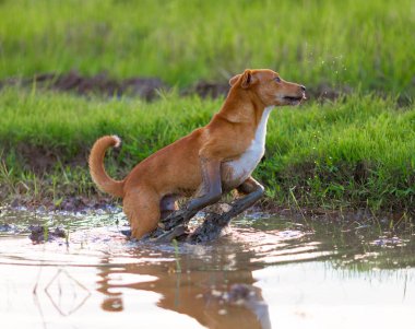 Kırsalda köpek koşturup oynuyor.