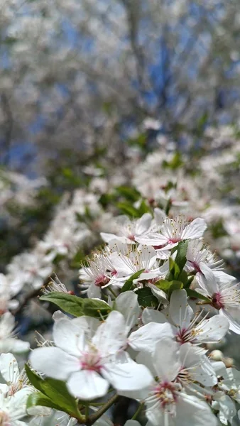 庭の美しい白い花タイの春の時間 — ストック写真