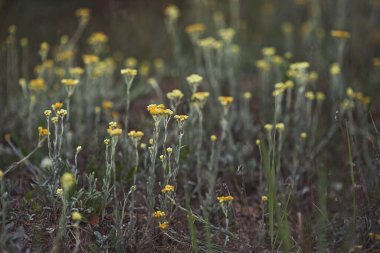 arılar ve arı kovanları arıların üzerinde.