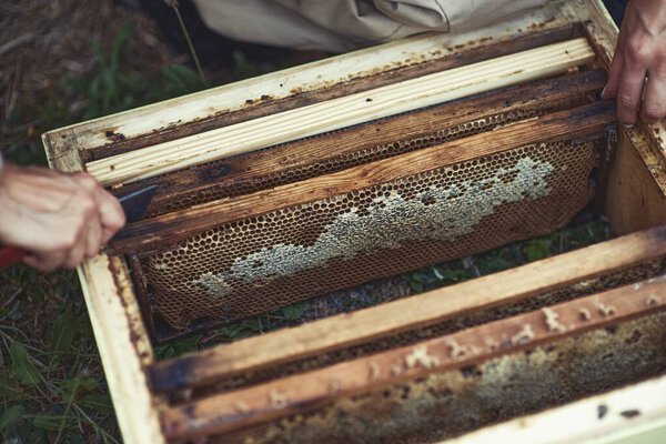 bees and beehives on the apiary.