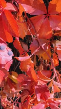 Güzel kırmızı yapraklar hışırdıyor sonbahar güneşi parkın içinde parlarken. Bahçede sallanan kırmızı yaprakların sinematik çekimi.