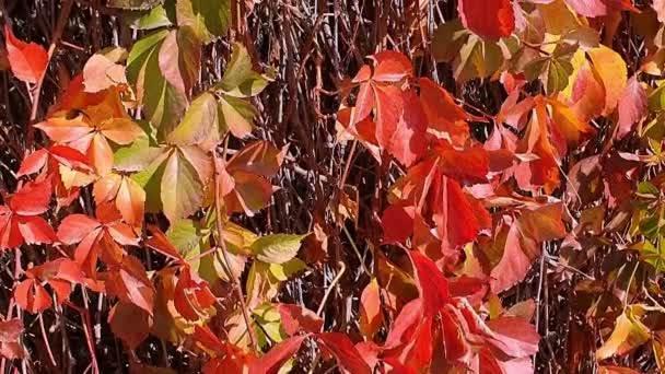 Güzel Kırmızı Yapraklar Hışırdıyor Sonbahar Güneşi Parkın Içinde Parlarken Bahçede — Stok video
