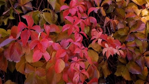 Vackra Röda Löv Prasslar När Höstsolen Skiner Genom Den Pittoreska — Stockvideo