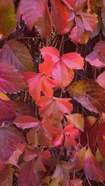 美丽的红叶沙沙作响 秋日的阳光穿过风景如画的公园 在花园里摇曳的金黄色 红色的叶子拍成的电影 — 图库视频影像