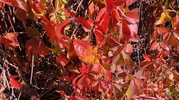 Schöne Rote Blätter Rascheln Während Die Herbstsonne Durch Den Malerischen — Stockvideo
