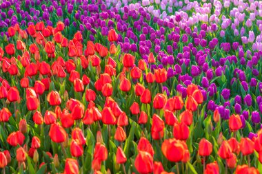 Leylak tarlası, mor, kırmızı laleler günbatımında çiçek arka planda lale bahar çiçeği konsepti Merhaba bahar.