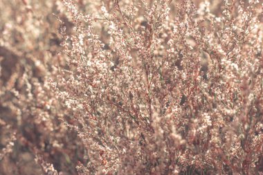 Kurumuş yabani ot, çiçek ve dikenli bej ile tarla. Arka planda bulanık, solgun doğa ve eğilimli sonbahar mevsimi kavramına yakın..