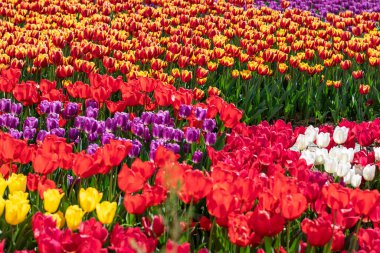 Sarı ve kırmızı laleler tarlası Çiçek çiçeği bahar çiçekleri konsepti.