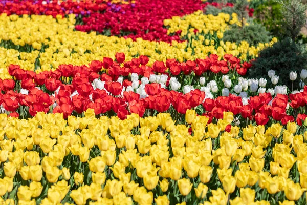 Поле Жовтих Червоних Тюльпанів Квітковий Фон Концепція Весняних Квітів Тюльпанів Стокове Фото