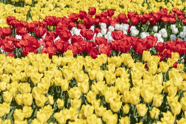 Поле Жовтих Червоних Тюльпанів Квітковий Фон Концепція Весняних Квітів Тюльпанів Ліцензійні Стокові Фото