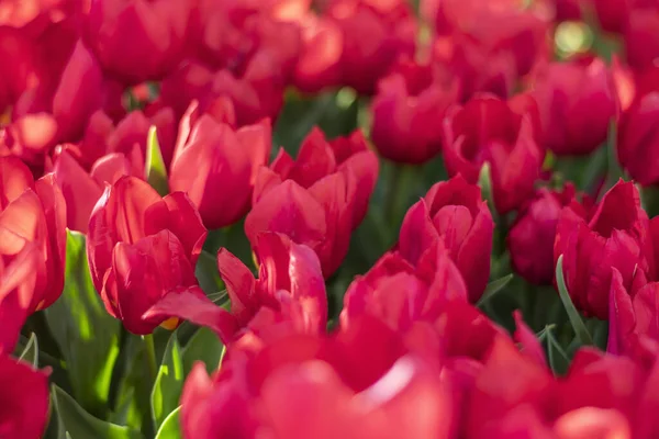 Поле Червоних Тюльпанів Квітковий Фон Концепція Весняних Квітів Тюльпанів Стокове Фото